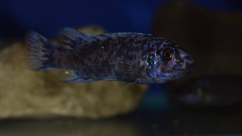 Labeotropheus trewavasae 'Chidunga Rocks'